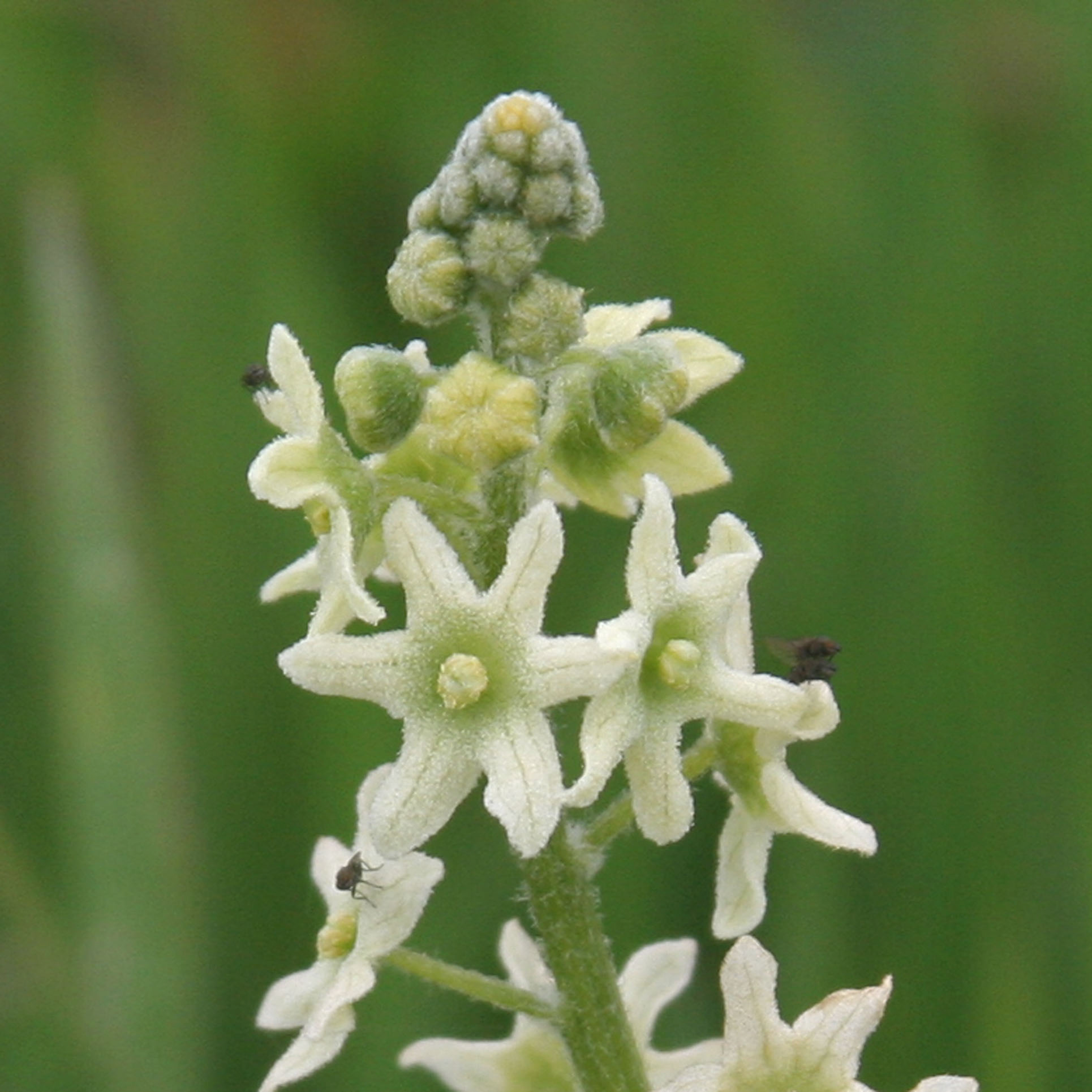 40 Most Common Wildflowers at the Reserve Point Lobos Foundation